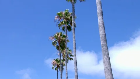 Time Lapse of Clouds and Palm Trees, La Jolla, San Diego, California Stock Footage