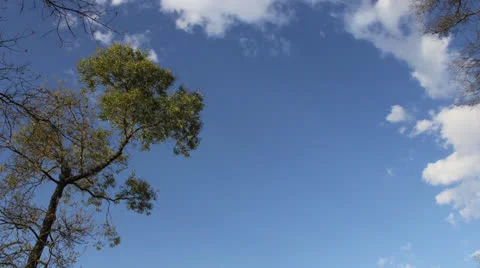 Time Lapse of Clouds and trees Stock Footage