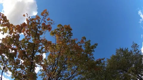 Time lapse with clouds and trees Stock Footage 95753907