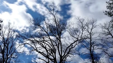 Time-lapse Of Clouds Behind Tree Silhouettes Stock Footage 127023908