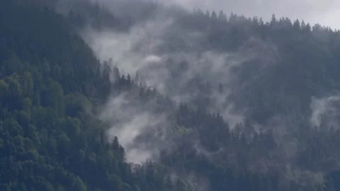 Time-lapse of clouds blowing through pine tree forest Stock Footage 233086534