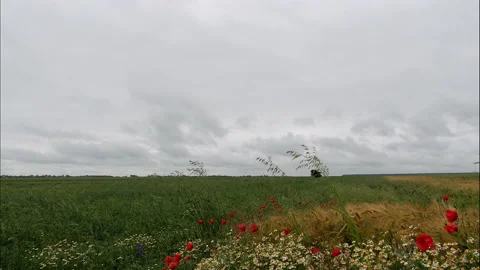 Time lapse of clouds crossing green field in background. Video stock 168666516