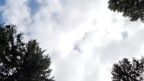 Time lapse clouds float in the sky in the forest Video stock 188221111