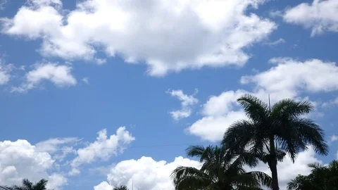 Time Lapse of Clouds Flowing Over Palms Stock Footage 77051735