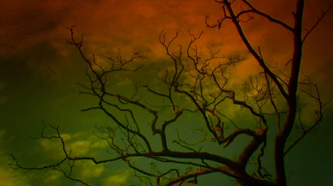 Time-lapse clouds flowing past a leafless tree Stock Footage 311793