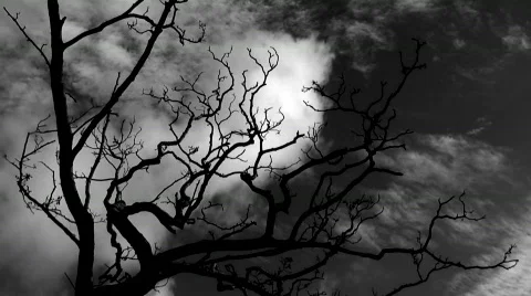 Time-lapse  clouds flowing past a leafless tree Stock Footage 659983
