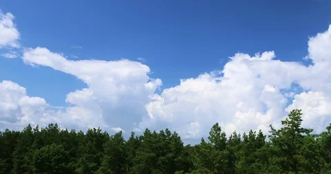 Time-lapse, clouds, forest Stock Footage 92959722