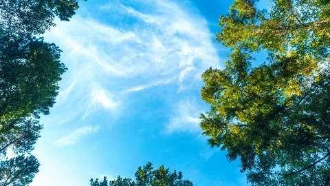 Time-lapse of clouds in forest 動画素材 102906433