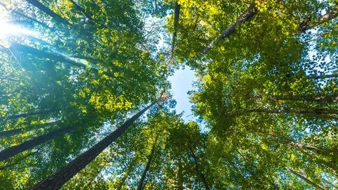 Time-lapse of clouds in forest 動画素材 102906442