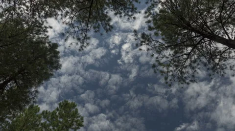 Time lapse of clouds forming over tall pine trees Stock-Footage 65380933