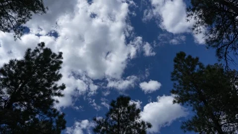 Time lapse of clouds forming over tall pine trees Stock Footage 277004330