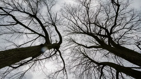 Time lapse of clouds motion on the sky. Stock Footage 110878135