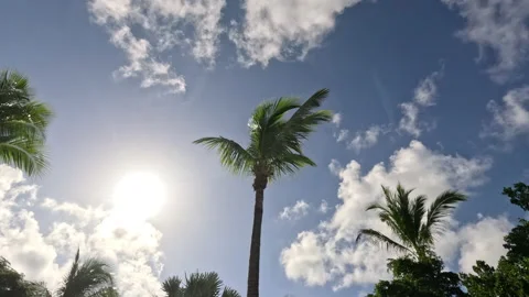 Time lapse-clouds move past blowing palm trees Stock Footage 229910198