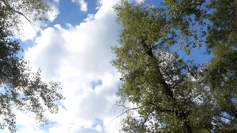 Time lapse of clouds movement in blue sky among green foliage Video stock 137516089