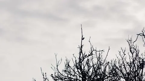 Time lapse of clouds movement over dark tree silhouette Vídeos de archivo 221093784