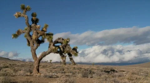 Time lapse of clouds moving behind yucca trees. Stockbeeldmateriaal 553123
