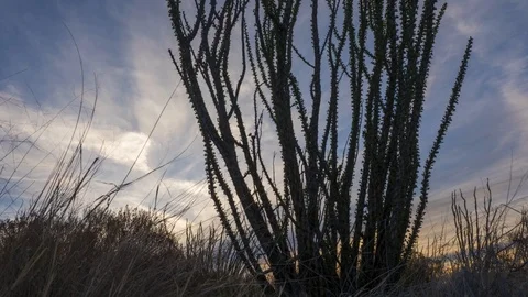 Time lapse of clouds moving behind a desert Ocotillo plant Stock Footage 87605185