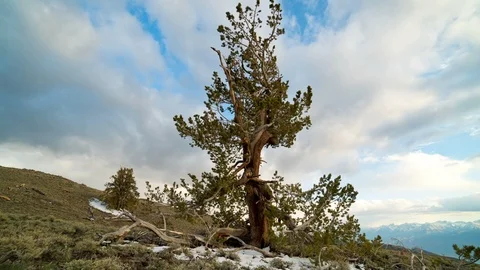 Time lapse of the clouds moving behind a Bristlecone Pine Tree Video stock 102136225
