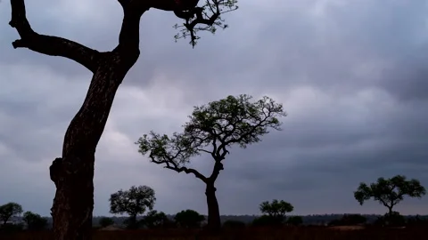 Time lapse of clouds moving behind the silhouette of trees Stock Footage 163076665