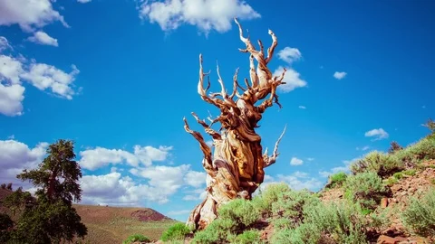 Time Lapse - Clouds Moving Over Bristlecone Pine Tree - 4K Stock Footage 84880141