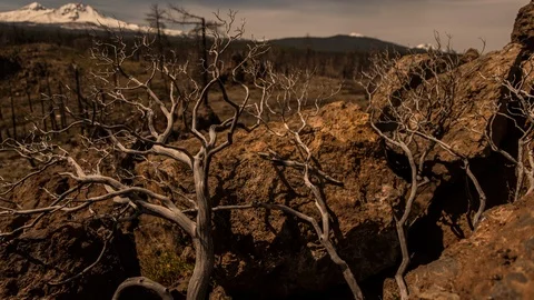 Time-lapse of clouds moving over the dried forest, snowy mountains in background Stock Footage 87477764