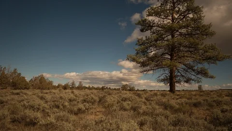 Time-lapse of clouds moving over the tree on the landscape Stock Footage 87477887
