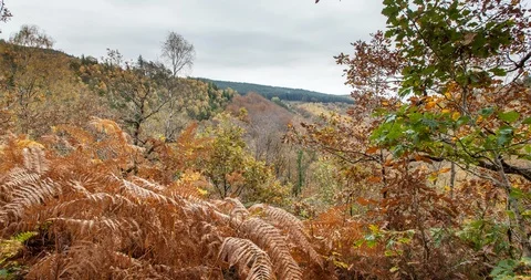 Time lapse of clouds moving over an autumn forest in Coed Y Brenin Stock Footage 93898399
