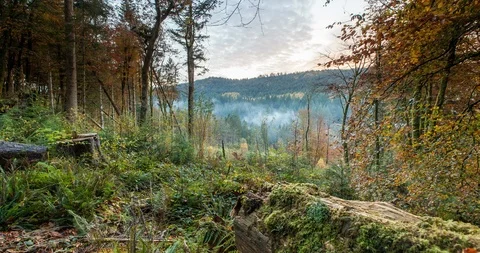 Time lapse of clouds moving over an autumn forest in Coed Y Brenin Stock Footage
