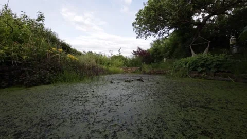 Time lapse of clouds moving over a large garden wildlife pond.  Stock Footage 247757928