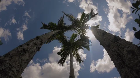 Time-lapse of clouds moving past palm trees Stock-Footage 129388001