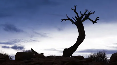 Time Lapse Clouds Old Juniper Tree Canyonlands National Park Moab Utah Stock Footage 68080858
