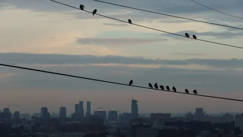 Time lapse Clouds over cityscape with wires and birds, buildings on horizon Video stock 313483683