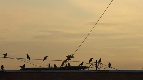 Time lapse Clouds over cityscape with wires and birds Stock Footage 314298126