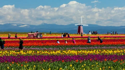 Time lapse of clouds over colorful tulips in Woodburn Or during Spring Season 4k Stock Footage 61748093