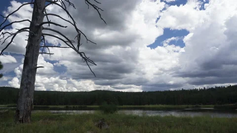 Time lapse of clouds over a dead tree and a forest lake Stock Footage 206388492