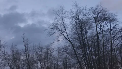 Time-lapse of clouds over forest in the Pacific Northwest Stock-Footage 102543073