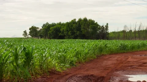 Time lapse clouds over a green maize field with road and trees Stock Footage 168422462