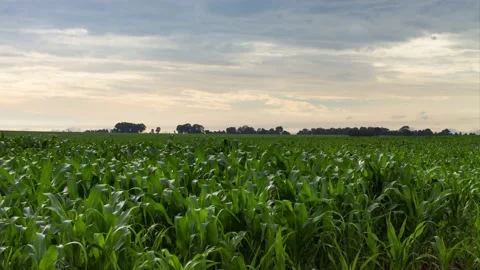 Time lapse clouds over a green maize field Stock Footage 168422517