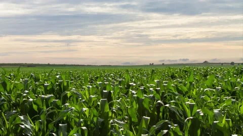Time lapse clouds over a green maize field Stock Footage 168422574