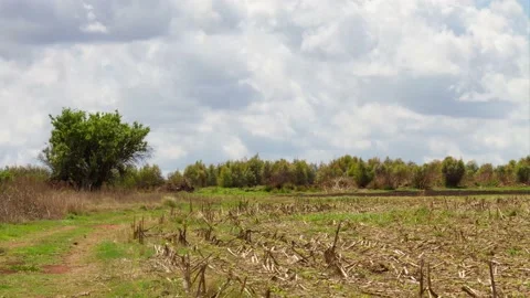 Time lapse clouds over a harvested maize field Stock Footage 164845331