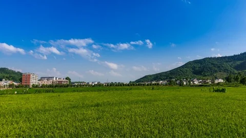 Time Lapse clouds over the Paddy fields Stock Footage 77256847