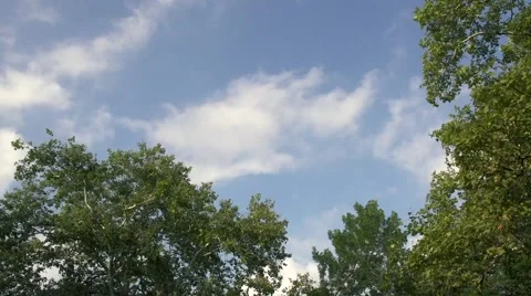 Time lapse of clouds over trees Video stock 41608554