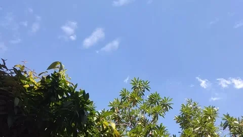 Time lapse of clouds over the trees Stock Footage 135426508