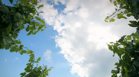 Time lapse of clouds over a Vineyard - Nature Stock Footage 24288695