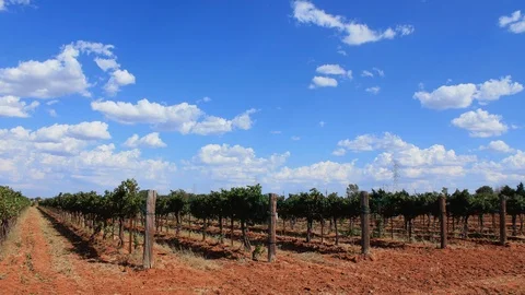 Time lapse of clouds over a vinyard in Texas autumn, 4K. Stock Footage 88749554