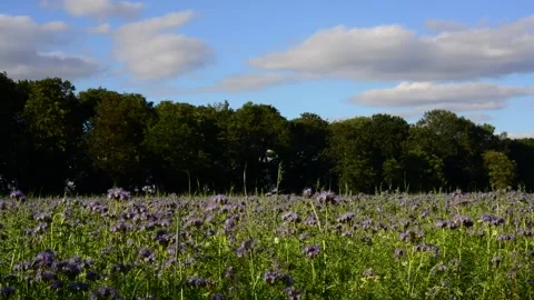 Time lapse clouds over wild flower meadow uk Stock Footage 146163061