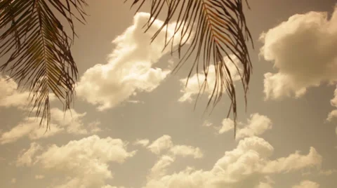 Time lapse of clouds with palms Video stock 39617815