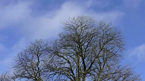 Time Lapse: Clouds pass over bare trees in the winter Stock Footage 45904862