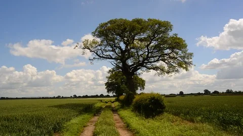 Time lapse clouds passing oak tree ellerton yorkshire uk Stock Footage 76469119