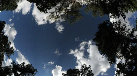 Time Lapse of Clouds Passing over Trees at Night - 4K Stock Footage 25639571